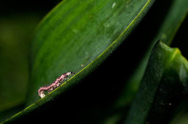 粉红色的黑色的发光蠕虫幼虫苦苦挣扎的叶植物马耳他农村马耳他