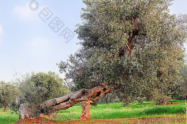 橄榄树阿普利亚农村意大利