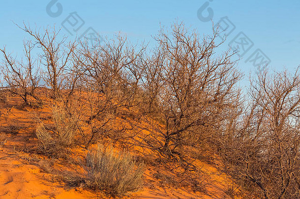 甘贝尔橡木quercus甘贝利树沙丘晚上风暴光珊瑚粉红色的沙子沙丘状态公园犹他州美国