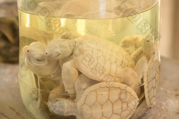 habaraduwa斯里兰卡斯里兰卡3月白化海龟玻璃Jar海乌龟农场孵化器中心开始