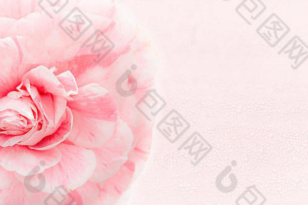 美丽的粉红色的山茶花关闭孤立的粉红色的背景复制空间问候卡浪漫的花艺术设计邀请卡