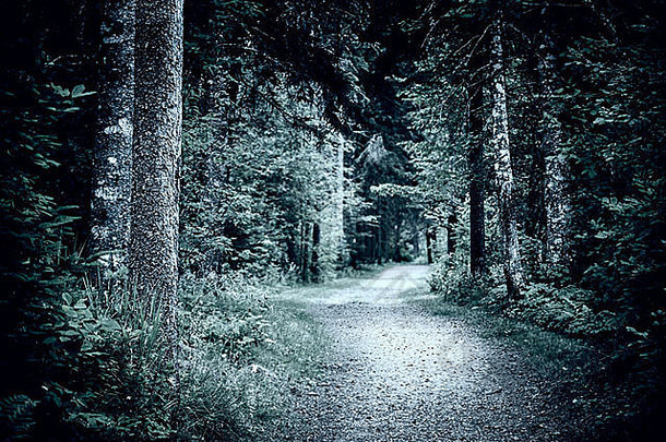 路径绕组黑暗喜怒无常的森林树晚上