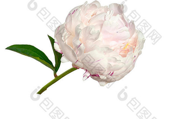 温柔的粉红色的奶油牡丹花毛茸茸的镶褶边的花瓣关闭孤立的白色背景浪漫的花模式