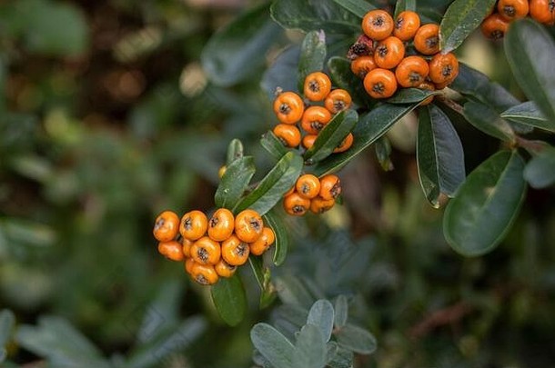 分支机构植物拉丁火棘coccinea叶子橙色水果特写镜头