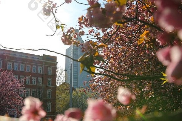 美丽的图片樱桃花朵春天莱比锡