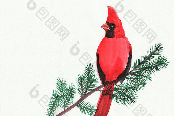 水彩绘画红衣主教鸟坐着分支