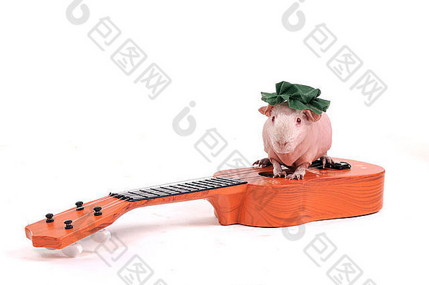 可爱的天竺鼠坐着前吉他
