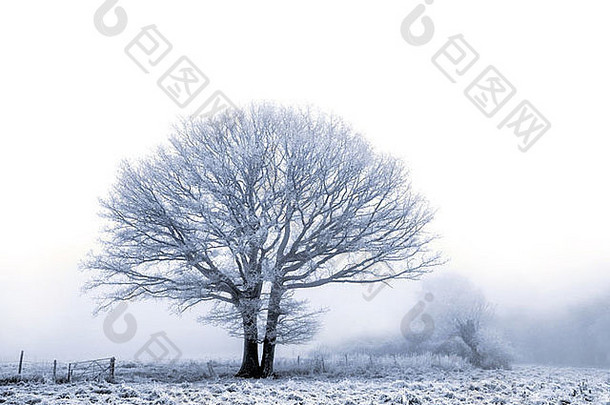 橡木<strong>树</strong>覆盖霍尔霜冷多雾的冬天一天