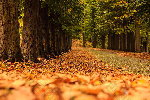 地毯色彩鲜艳的叶子秋天大道树公园