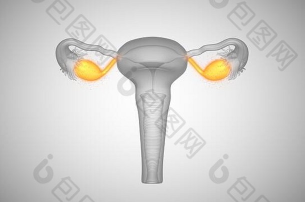 插图女健康器官卵巢子宫颈