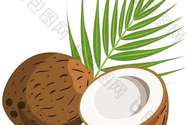 椰子一半棕榈叶子孤立的白色背景向量插图每股收益