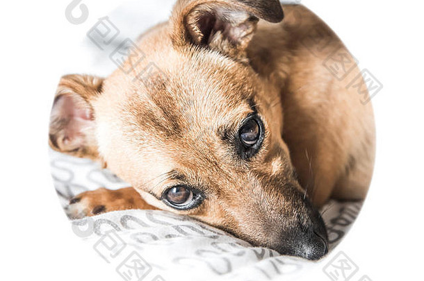 棕色（的）可爱的小狗狗孤立的白色绿色背景救援宠物狗可爱的眼睛