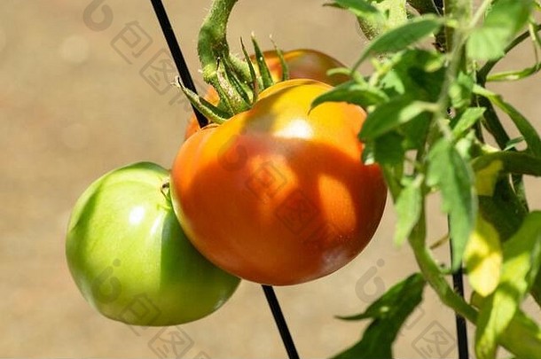 阶段成熟西红柿日益增长的容器金盏花有益的同伴番茄植物阻碍天蛾的幼虫