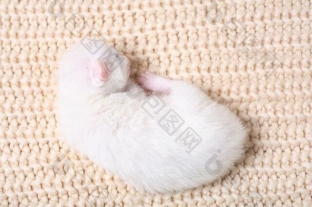 新生儿小猫时间吸猫牛奶眼睛关闭白化小猫完全白色猫给了出生小猫睡觉