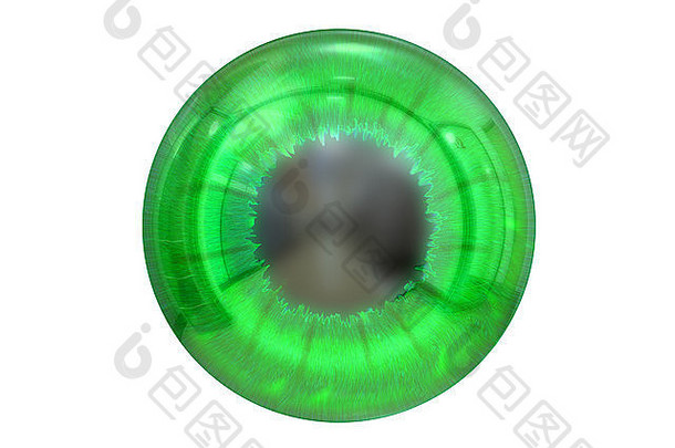 眼睛绿色彩色的虹膜孤立的白色背景