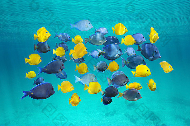 色彩斑斓的学校热带鱼蓝色的唐鱼黄色的少年水表面加勒比海
