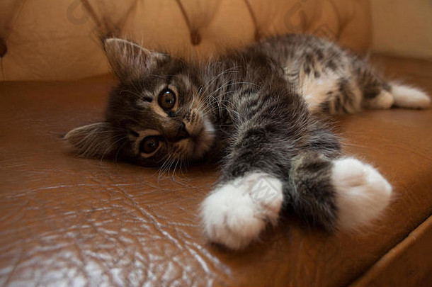可爱的小小猫棕色（的）灰色皮毛说谎皮革沙发上