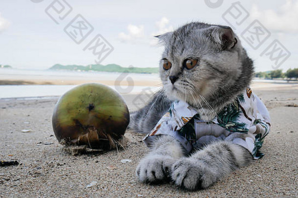 苏格兰褶皱猫穿衬衫海滩夏天概念
