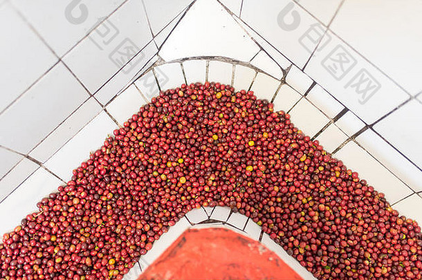 洗排序咖啡豆子咖啡农场杰里科哥伦比亚状态安蒂奥基亚