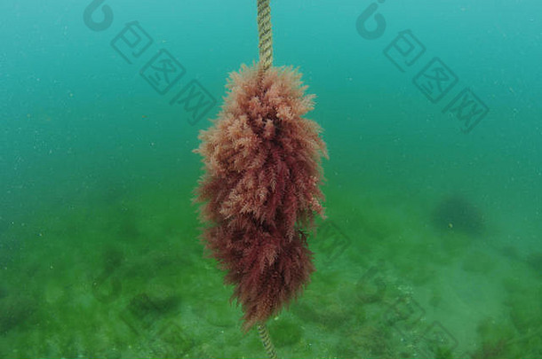 毛茸茸的红色的海藻日益增长的系泊绳子中部平底背景