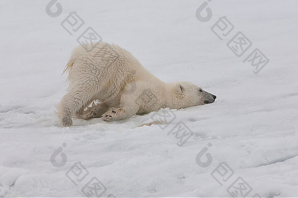 极地熊幼崽熊属maritimus伸展运动斯瓦尔巴特群岛群岛巴伦支海海挪威