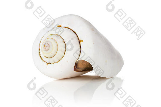 象牙软体动物壳牌孤立的白色背景