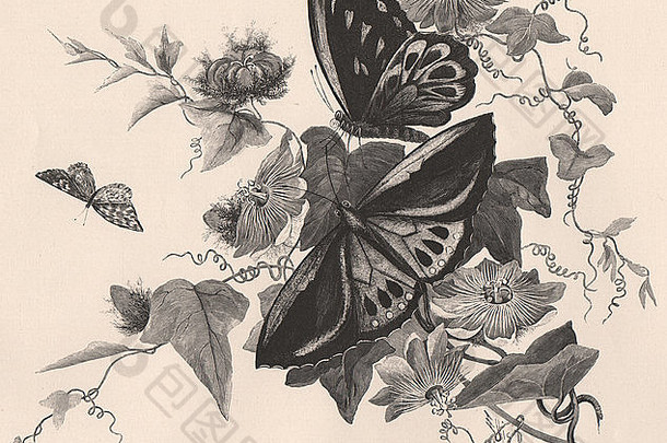 激情花蝴蝶澳大拉西亚古董打印