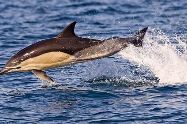 short-beaked常见的海豚海豚属德尔菲斯成人跳跃清晰的海挂载湾康沃尔郡英格兰