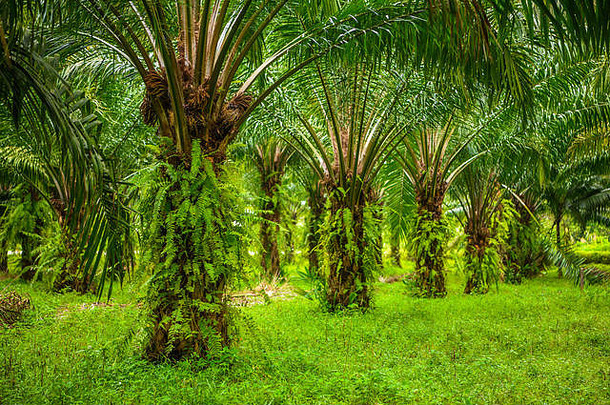 石油手掌种植园热带丛林Phang-nga泰国