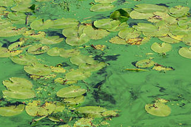 表面沼泽覆盖浮萍莉莉叶子小绿色叶子黑暗水背景
