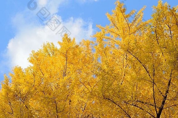 景观充满活力的黄色的银杏树阳光蓝色的天空背景