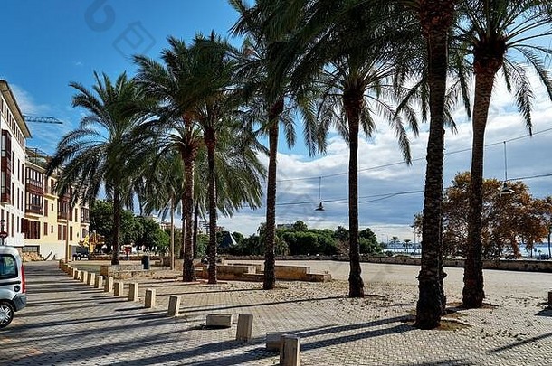 阳光明媚的沿海棕榈排街空散步领先的地中海海棕榈马略卡岛巴利西班牙