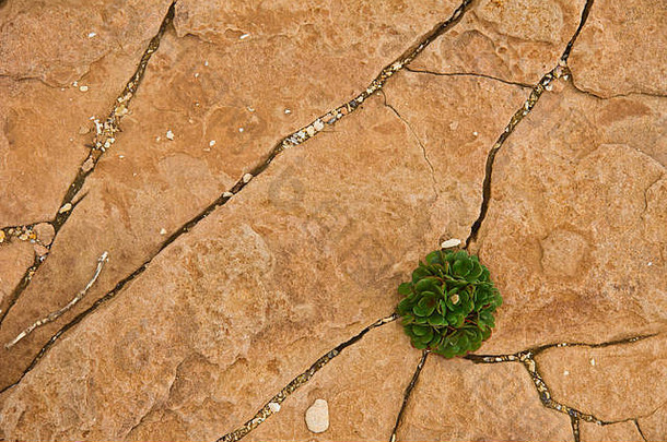 孤独的绿色植物生长干岩石裂缝