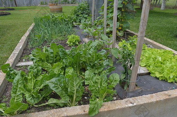 首页花园春天夏天日益增长的蔬菜草本植物