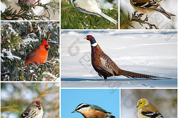 集合物种加拿大的冬天鸟
