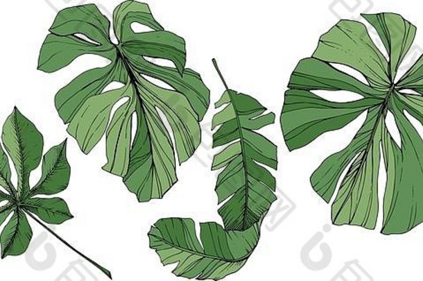 向量异国情调的热带夏威夷夏天绿色刻墨水艺术孤立的叶插图元素