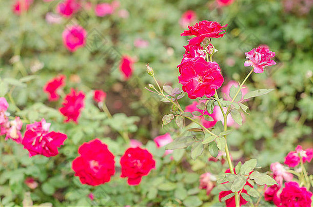 红色的玫瑰花花园自然