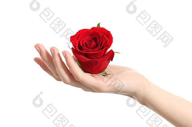 美丽的女人手持有红色的玫瑰<strong>白色</strong>孤立的背景