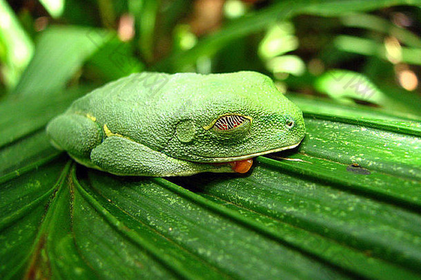 睡觉红眼的叶青蛙科斯塔黎加