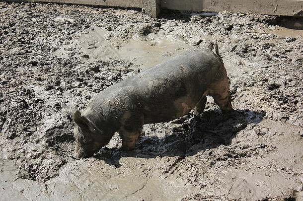 脏泥泞的猪舍圈脏乱的地方满溢的泥泥水坑使猪快乐