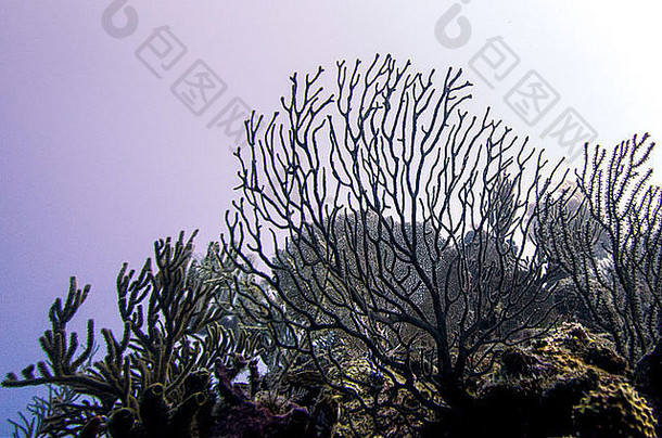 水下视图珊瑚礁utila湾岛屿洪都拉斯