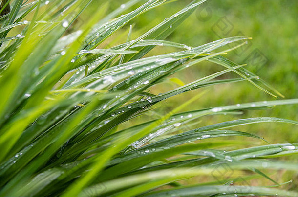 重雨淋浴小水滴雀巢摇摇欲坠的浓密的头发已经当地的花园carrickfergus北部爱尔兰