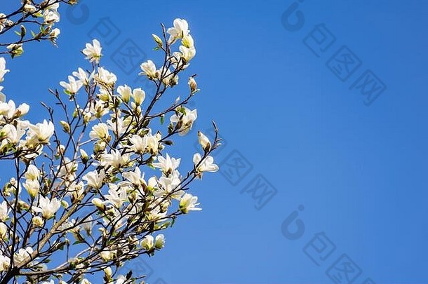 白色木兰开花美丽的自然风景春天树枝花蓝色的天空背景