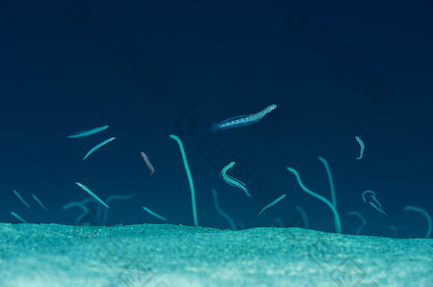 学校鱼红色的海沙子潜水员毛滴虫尼基鳗鱼花园红色的海dahab西奈半岛半岛埃及
