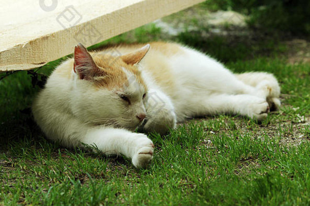 红色的白色无家可归的人猫睡觉轻草阴影夏天