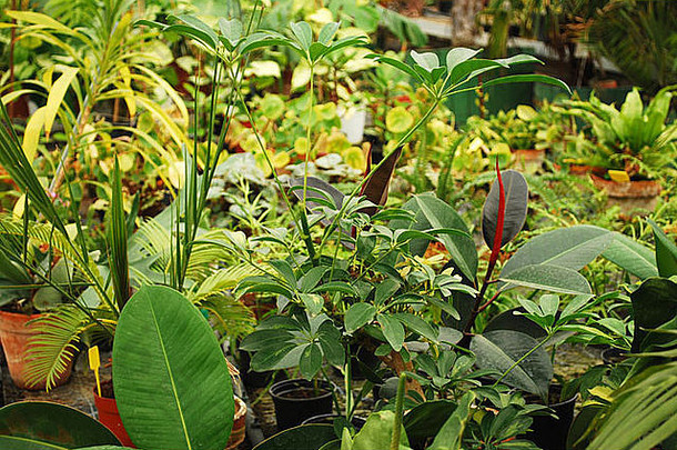 热带植物区系植物花园蒂米什瓦拉罗马尼亚