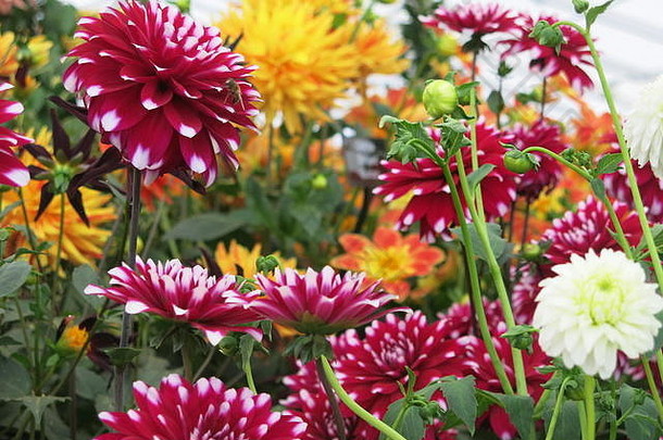 边境晚些时候夏天生动地彩色大丽花品种显示园艺学会就是查6月
