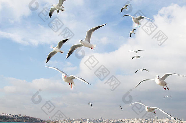 鸽子飞天空海伊斯坦布尔城市环境