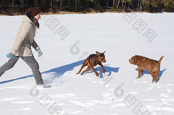 女人玩狗冬天阳光明媚的一天冬天假期狗培训概念