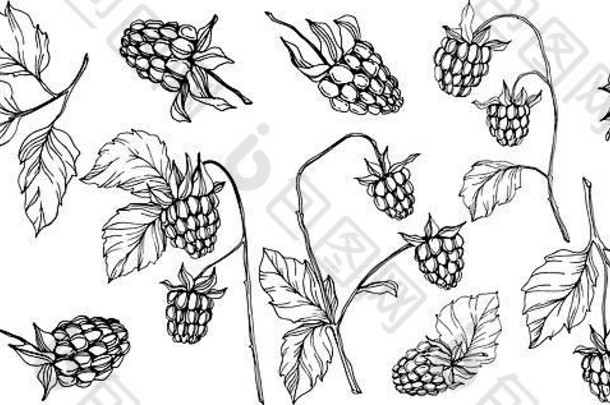 向量树莓健康的食物孤立的黑色的白色刻墨水艺术孤立的浆果插图元素